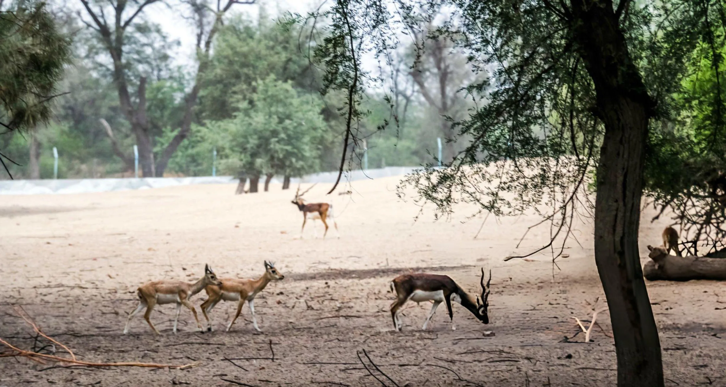 Lal Sohanra National Park image 2